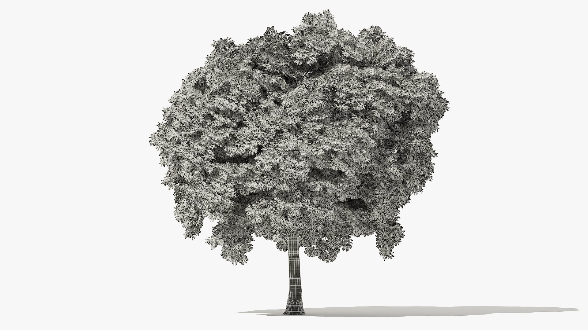 3D autumn norway maple tree https://p.turbosquid.com/ts-thumb/l2/FNmOd5/KLO9lqsu/14_meter_autumn_norway_maple_grid_turntable_000012/jpg/1575404153/1920x1080/fit_q87/53c7d2c366e076baf9ee3d4c962d7bcea53325cb/14_meter_autumn_norway_maple_grid_turntable_000012.jpg