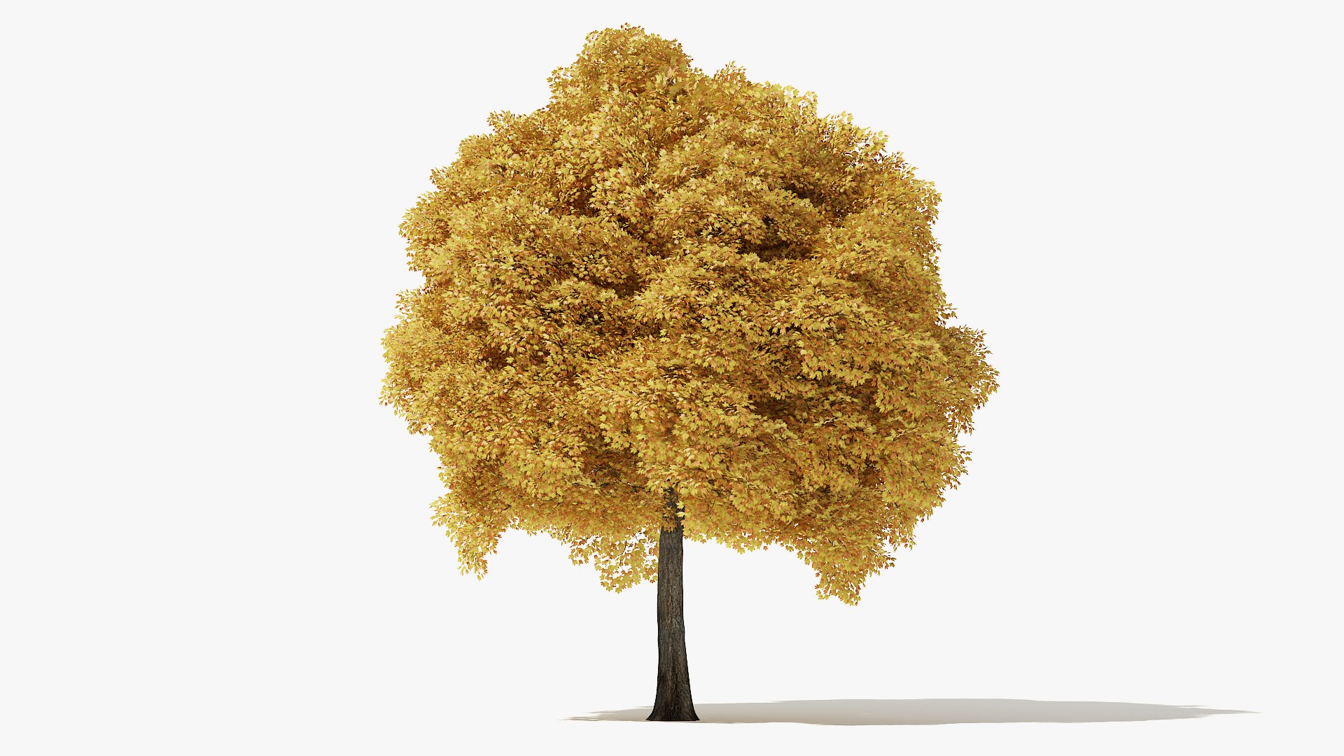 3D autumn norway maple tree https://p.turbosquid.com/ts-thumb/l2/FNmOd5/Lv88FfDl/14_meter_autumn_norway_maple_turntable_000017/jpg/1575404138/1920x1080/fit_q87/952e3ce38f265afed1dc1e203853fcbcb3bee9f9/14_meter_autumn_norway_maple_turntable_000017.jpg
