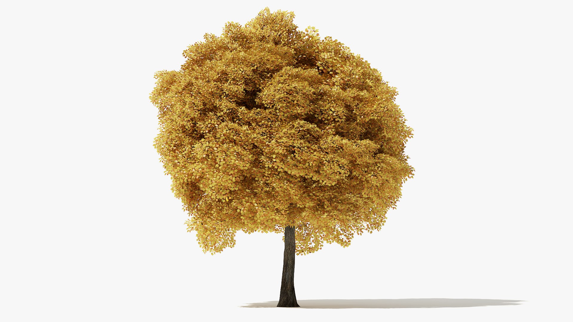 3D autumn norway maple tree https://p.turbosquid.com/ts-thumb/l2/FNmOd5/PhVfpQgX/14_meter_autumn_norway_maple_turntable_000005/jpg/1575404138/1920x1080/fit_q87/a39e63238c4633c892d16acc998b7043f186359e/14_meter_autumn_norway_maple_turntable_000005.jpg