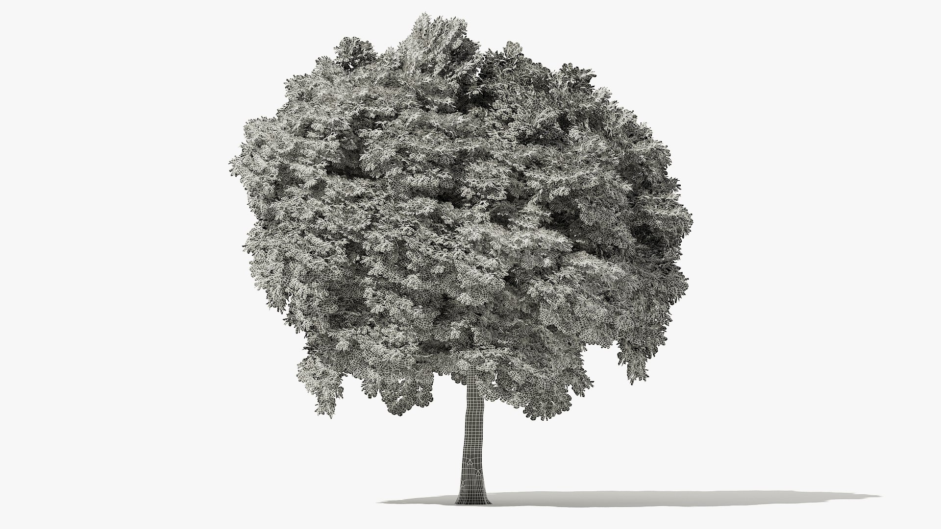 3D autumn norway maple tree https://p.turbosquid.com/ts-thumb/l2/FNmOd5/gitfnIMo/14_meter_autumn_norway_maple_grid_turntable_000004/jpg/1575404153/1920x1080/fit_q87/162565c9217986cc420183ad62ab4b25af4a918a/14_meter_autumn_norway_maple_grid_turntable_000004.jpg