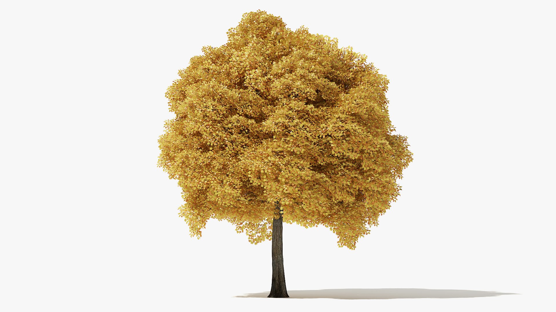 3D autumn norway maple tree https://p.turbosquid.com/ts-thumb/l2/FNmOd5/sT6sC8Fx/14_meter_autumn_norway_maple_turntable_000000/jpg/1575404015/1920x1080/fit_q87/e5776df3e17c5f03299d64bcab6e6f3a34c962f8/14_meter_autumn_norway_maple_turntable_000000.jpg