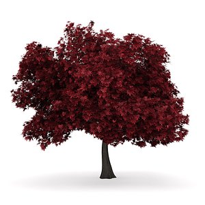 3d red maple acer