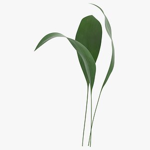 Aspidistra