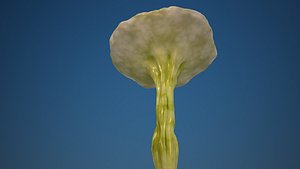 mushroom 3d model