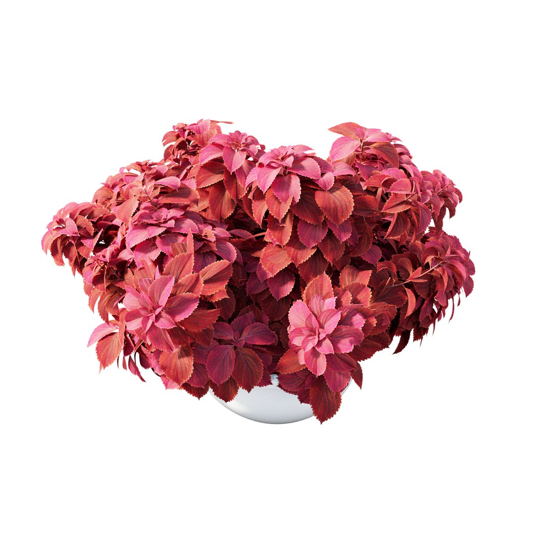 3D model solenostemon colorblaze rediculous mono https://p.turbosquid.com/ts-thumb/l2/UMJpoB/93kjvbv6/view06/jpg/1578937365/1920x1080/fit_q87/f6fd6551d1fa2cc8188cf1b7fb02b3648a0993e0/view06.jpg