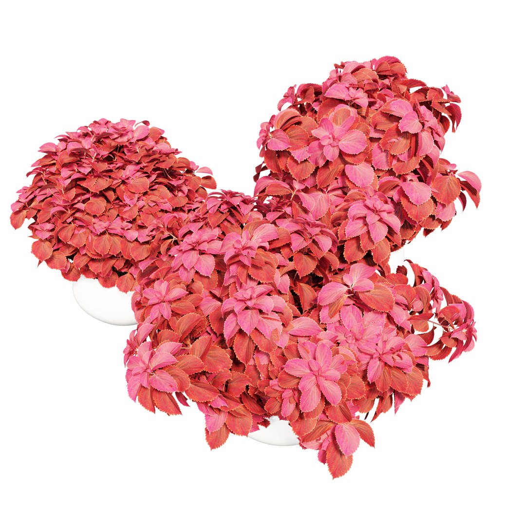 3D model solenostemon colorblaze rediculous mono https://p.turbosquid.com/ts-thumb/l2/UMJpoB/IG5hVSvC/view08/jpg/1578937365/1920x1080/fit_q87/8c98f7eb19299a9b9d135fade32b901789974c1b/view08.jpg