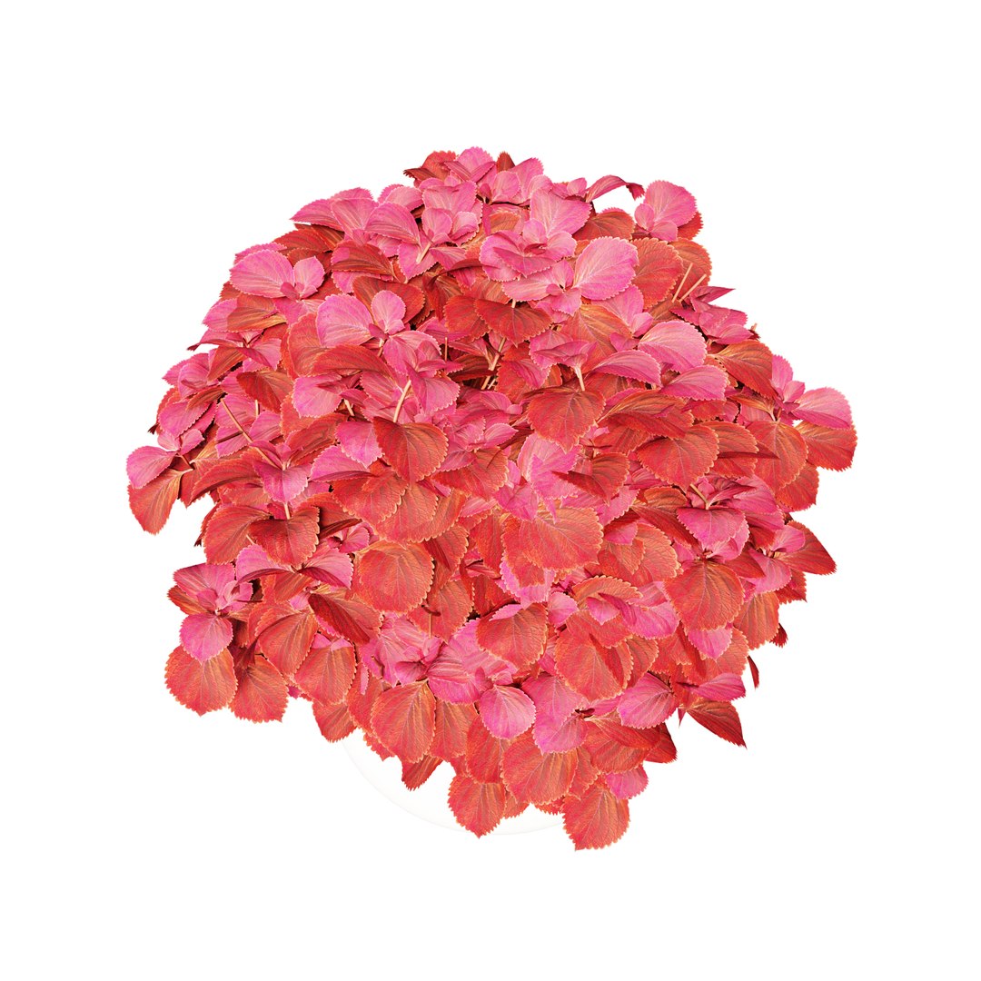 3D model solenostemon colorblaze rediculous mono https://p.turbosquid.com/ts-thumb/l2/UMJpoB/j6twypNc/view07/jpg/1578937365/1920x1080/fit_q87/bc5faf3b9eec3ddc32beaf4a399975d496251125/view07.jpg