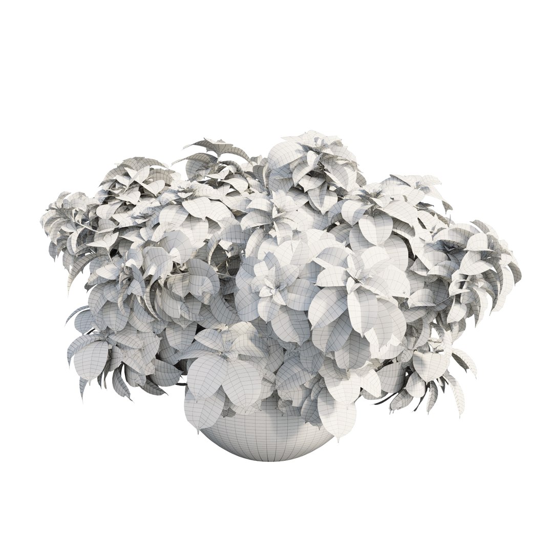 3D model solenostemon colorblaze rediculous mono https://p.turbosquid.com/ts-thumb/l2/UMJpoB/sDIL0FFE/view09/jpg/1578937365/1920x1080/fit_q87/e2d1a90975b775d6c6dae4b74b0a766d757c41e7/view09.jpg