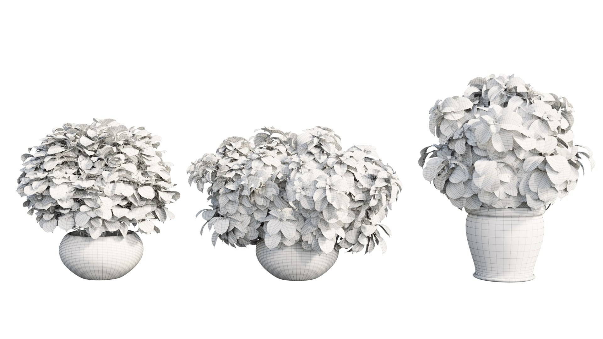 3D model solenostemon colorblaze rediculous mono https://p.turbosquid.com/ts-thumb/l2/UMJpoB/sRUkR3ke/view12/jpg/1578937365/1920x1080/fit_q87/a08cc64c478239c7e9dceea95d065b6d0043d143/view12.jpg