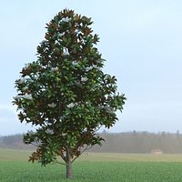 Magnolia Tree (3)