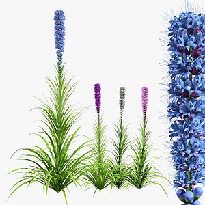 Gayfeather flowers 3d model