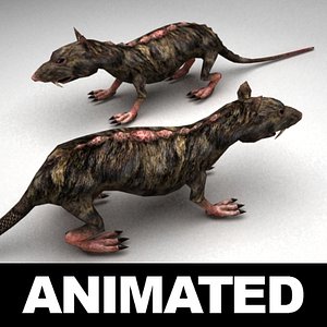 Rat