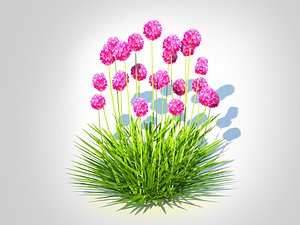 Armeria martima -Gloire de Dusseldorf model