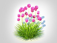 Armeria martima -Gloire de Dusseldorf