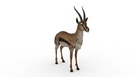 Deer