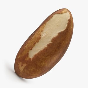 Brazil Nut 03