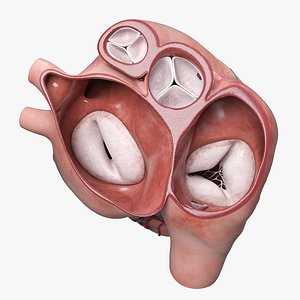 Heart Transverse Section v2 Animated 3D
