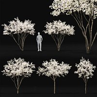 Malus Hybridus flowering 01