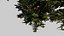 Tree apple