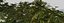 Tree apple