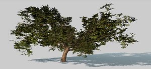 Tree apple