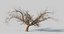 Tree apple