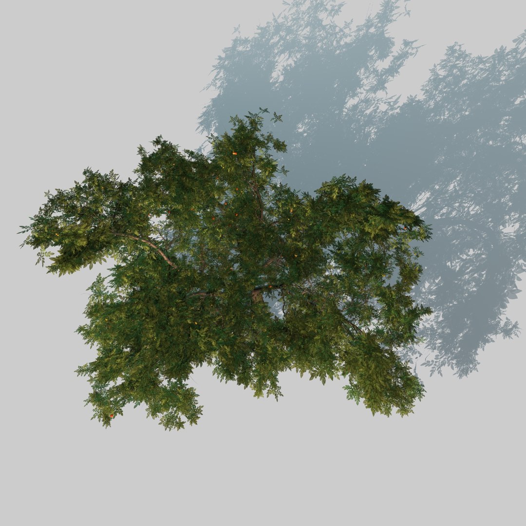 3d model apple tree https://p.turbosquid.com/ts-thumb/l2/x6iUta/Xe95XJP5/5_0000/jpg/1424612896/1920x1080/fit_q87/60197b92348949a8be737d70ed48aa749c6cf982/5_0000.jpg