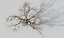Tree apple