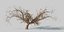 Tree apple