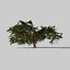 Tree apple