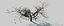 Tree apple