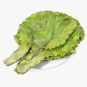 Lettuce Leaves on Plate