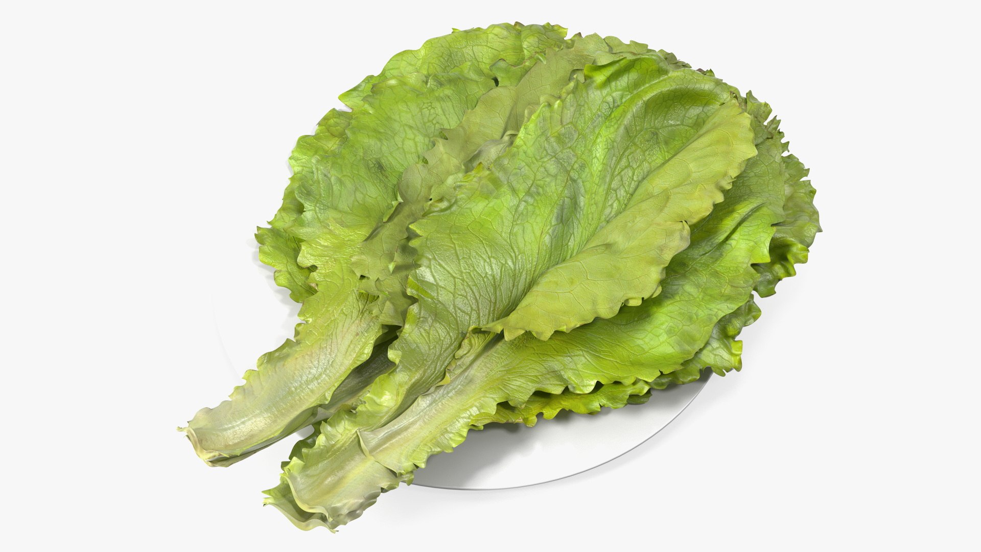 Lettuce Leaves on Plate 3D model preview