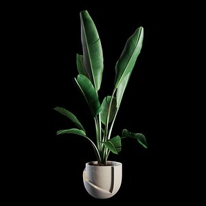 Indoor Plants Set 02