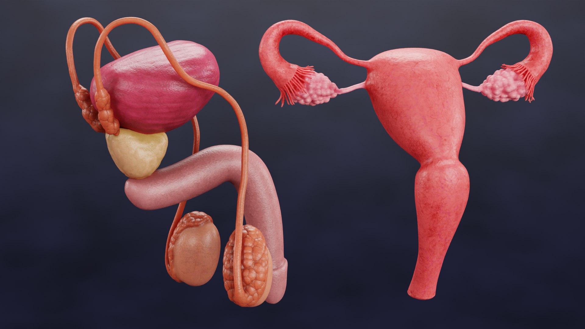 Reproductive System Set 3D model https://p.turbosquid.com/ts-thumb/l3/8GhaCs/1q/reproductivesystemsetf/png/1630746811/1920x1080/fit_q87/4b46703603538205778b247d5a50972dfea0cb48/reproductivesystemsetf.jpg