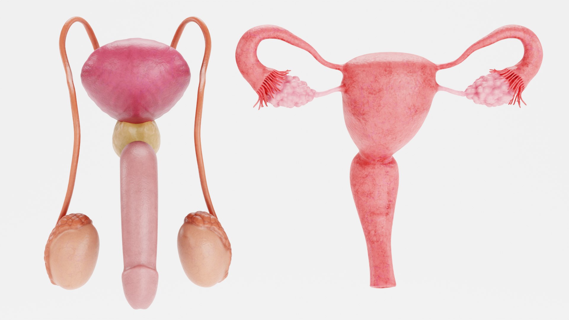 Reproductive System Set 3D model https://p.turbosquid.com/ts-thumb/l3/8GhaCs/89/reproductivesystemseth/png/1630746824/1920x1080/fit_q87/dbb0e1c99a7b9892cd14b246e80aecadf05283f0/reproductivesystemseth.jpg