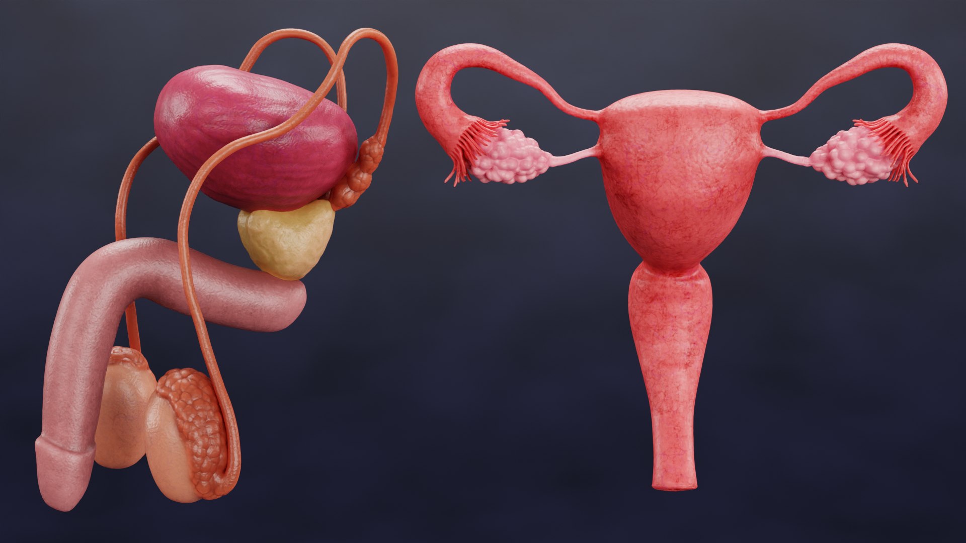 Reproductive System Set 3D model https://p.turbosquid.com/ts-thumb/l3/8GhaCs/8O/reproductivesystemsetb/png/1630746820/1920x1080/fit_q87/ff100cf513c859e860755f46bfb3f006ebef6c89/reproductivesystemsetb.jpg