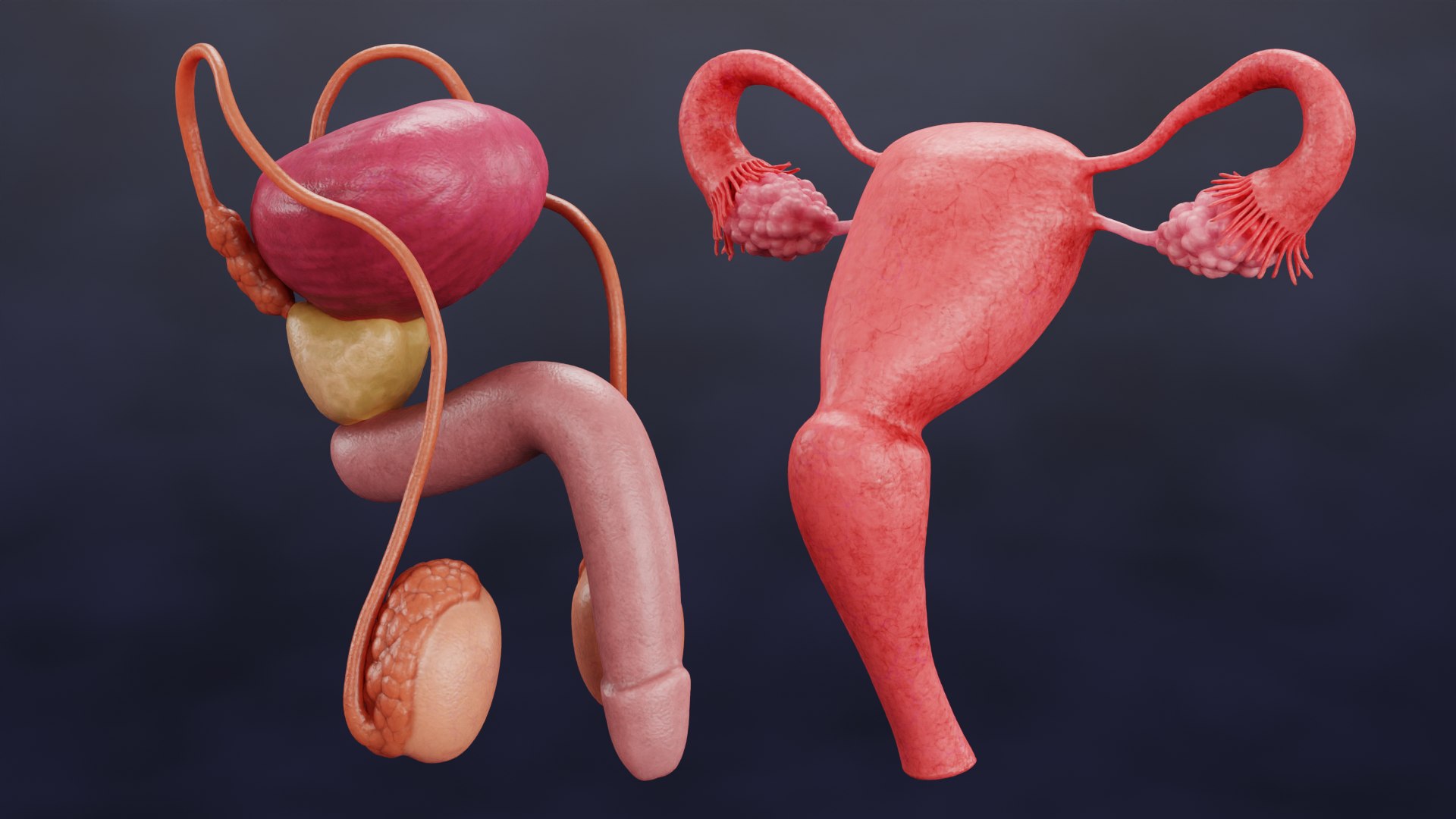 Reproductive System Set 3D model https://p.turbosquid.com/ts-thumb/l3/8GhaCs/DY/reproductivesystemsete/png/1630746825/1920x1080/fit_q87/12163d413049cff4f418a64848da600b3bef5e51/reproductivesystemsete.jpg