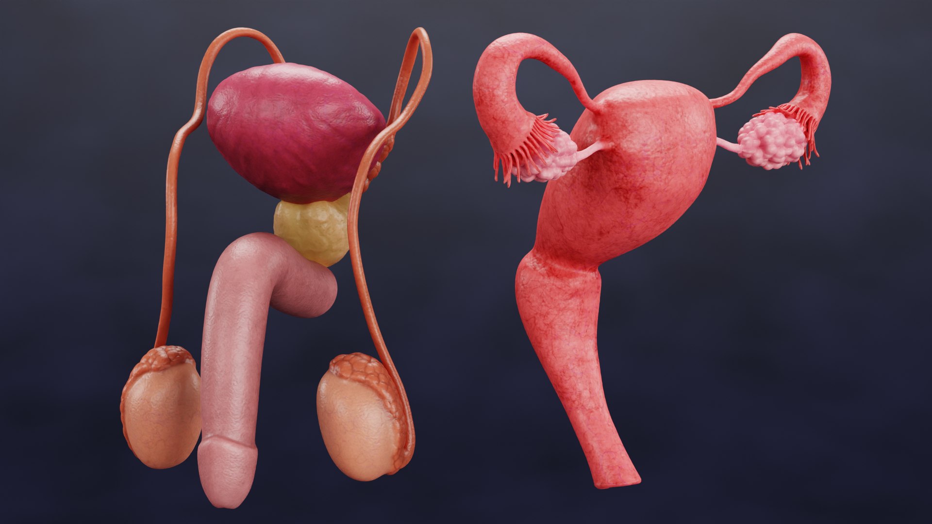 Reproductive System Set 3D model https://p.turbosquid.com/ts-thumb/l3/8GhaCs/Px/reproductivesystemsetc/png/1630747028/1920x1080/fit_q87/44e933f756ce928e6da1286696b6050bb3dacd03/reproductivesystemsetc.jpg