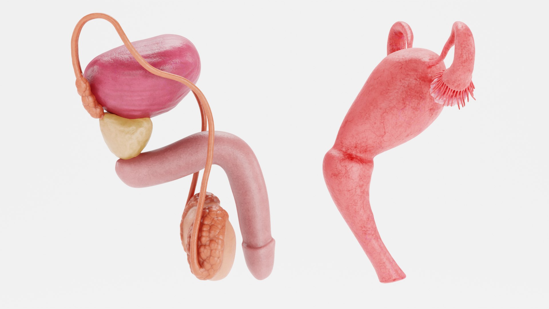 Reproductive System Set 3D model https://p.turbosquid.com/ts-thumb/l3/8GhaCs/TS/reproductivesystemseti/png/1630747077/1920x1080/fit_q87/791e64070880f04c02f2b95f89655b21ccbefc04/reproductivesystemseti.jpg