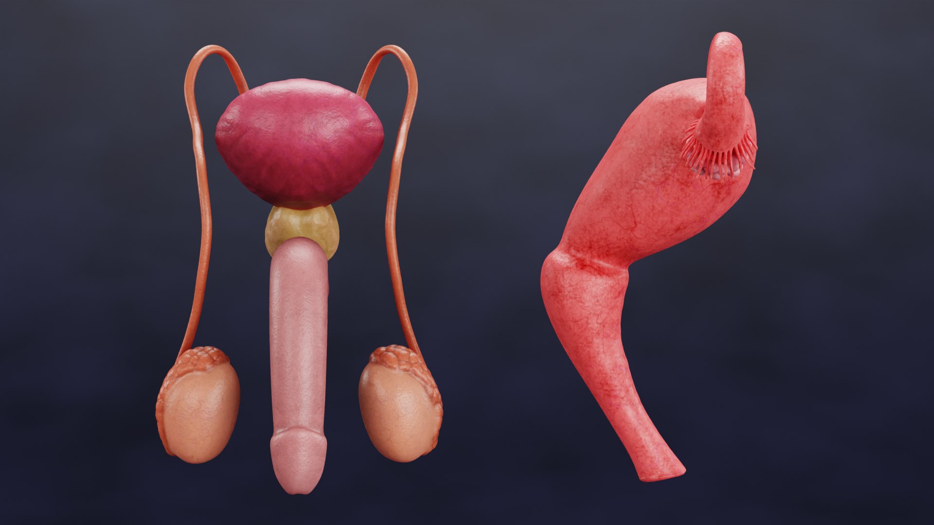 Reproductive System Set 3D model https://p.turbosquid.com/ts-thumb/l3/8GhaCs/f5/reproductivesystemsetd/png/1630746820/1920x1080/fit_q87/97c9e6f364b4650264fdca4c5ae62e0da18c9043/reproductivesystemsetd.jpg