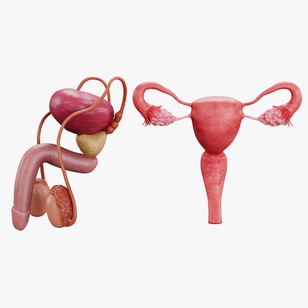 Reproductive System Set 3D model