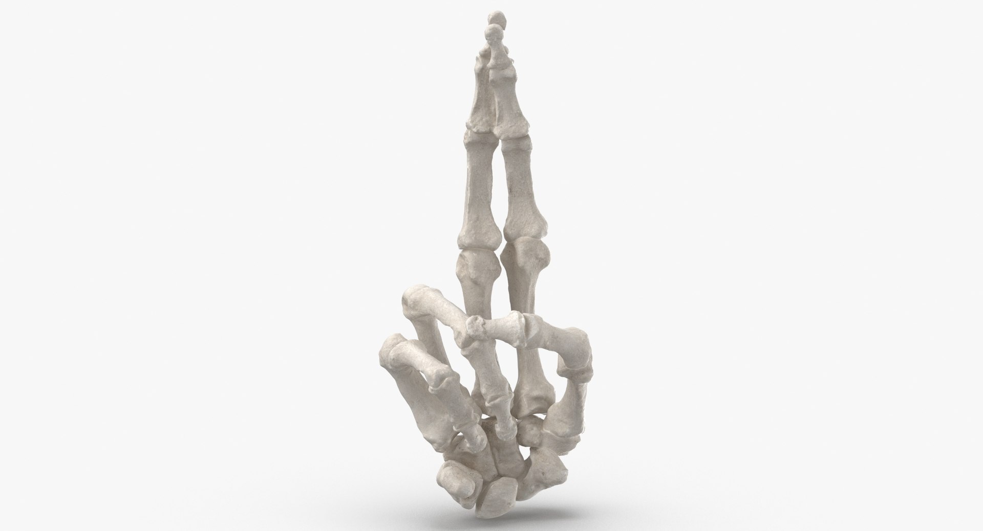 3D Human Hand Bones Signs White and Yellow Collection 03 - 4 models model https://p.turbosquid.com/ts-thumb/l3/PN2Mxy/Rj/human_hand_bones_white_good_luck_sign_thumbnail_0004/jpg/1709046956/1920x1080/fit_q87/ac5a5f445905120f5852a3518300d270dc56bec7/human_hand_bones_white_good_luck_sign_thumbnail_0004.jpg