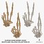 3D Human Hand Bones Signs White and Yellow Collection 03 - 4 models model