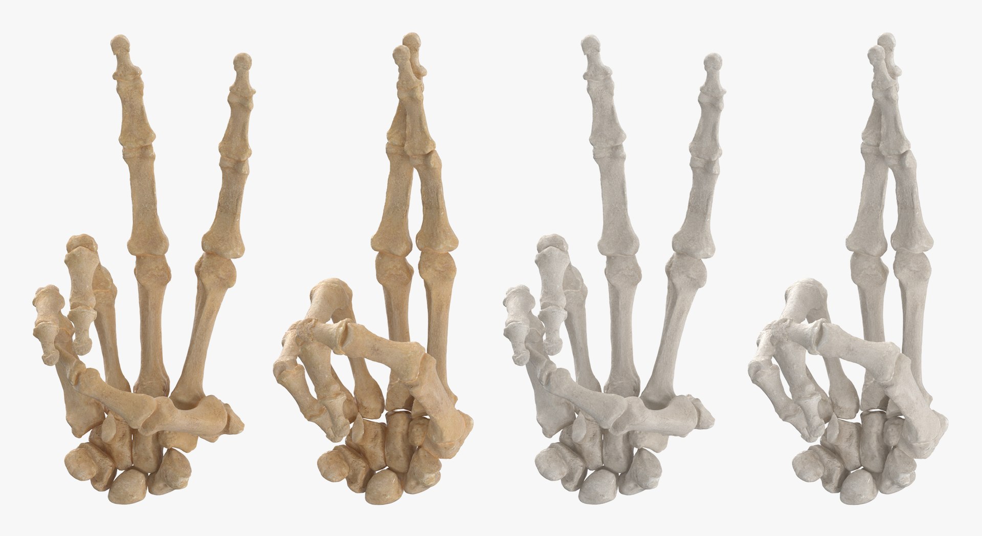 3D Human Hand Bones Signs White and Yellow Collection 03 - 4 models model https://p.turbosquid.com/ts-thumb/l3/PN2Mxy/t7/c9/jpg/1709046333/1920x1080/fit_q87/b68b6f1b0b2c03ee4577225734d1c98bb0a2da51/c9.jpg