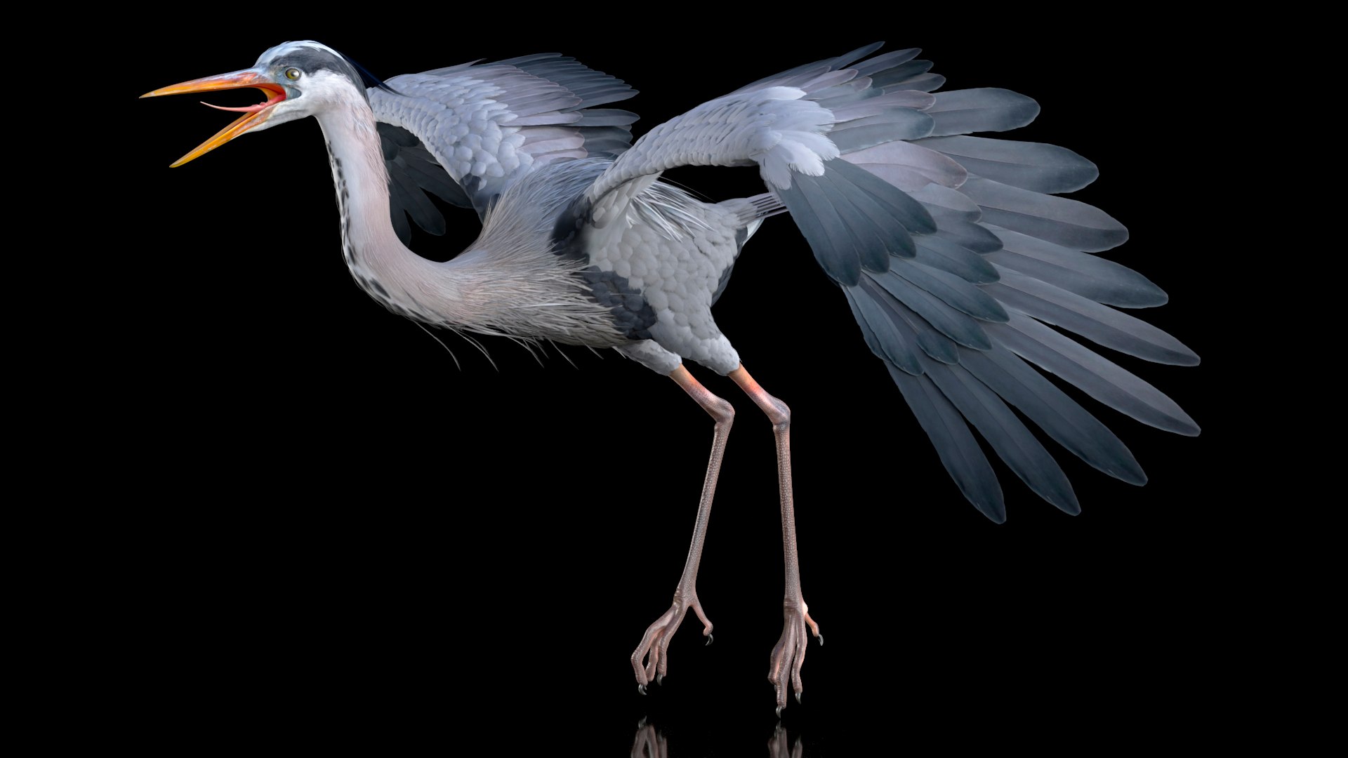 Grey Heron Rigged for Modo 3D model preview