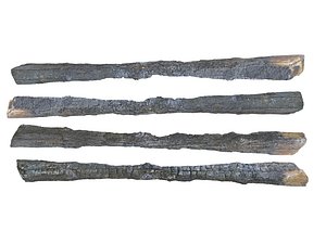 Burned Tree Branch 8K