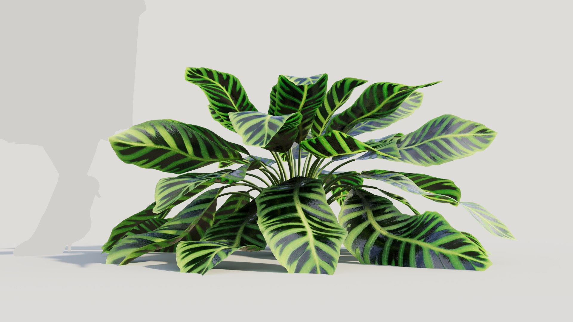 Calathea zebrina c 3D model https://p.turbosquid.com/ts-thumb/l3/pGZmdF/Fn/calatheazebrinac8/jpg/1705561768/1920x1080/fit_q87/8c83c6441b17867efb9f6c3ba3beeeba2021f7f2/calatheazebrinac8.jpg