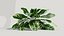 Calathea zebrina c