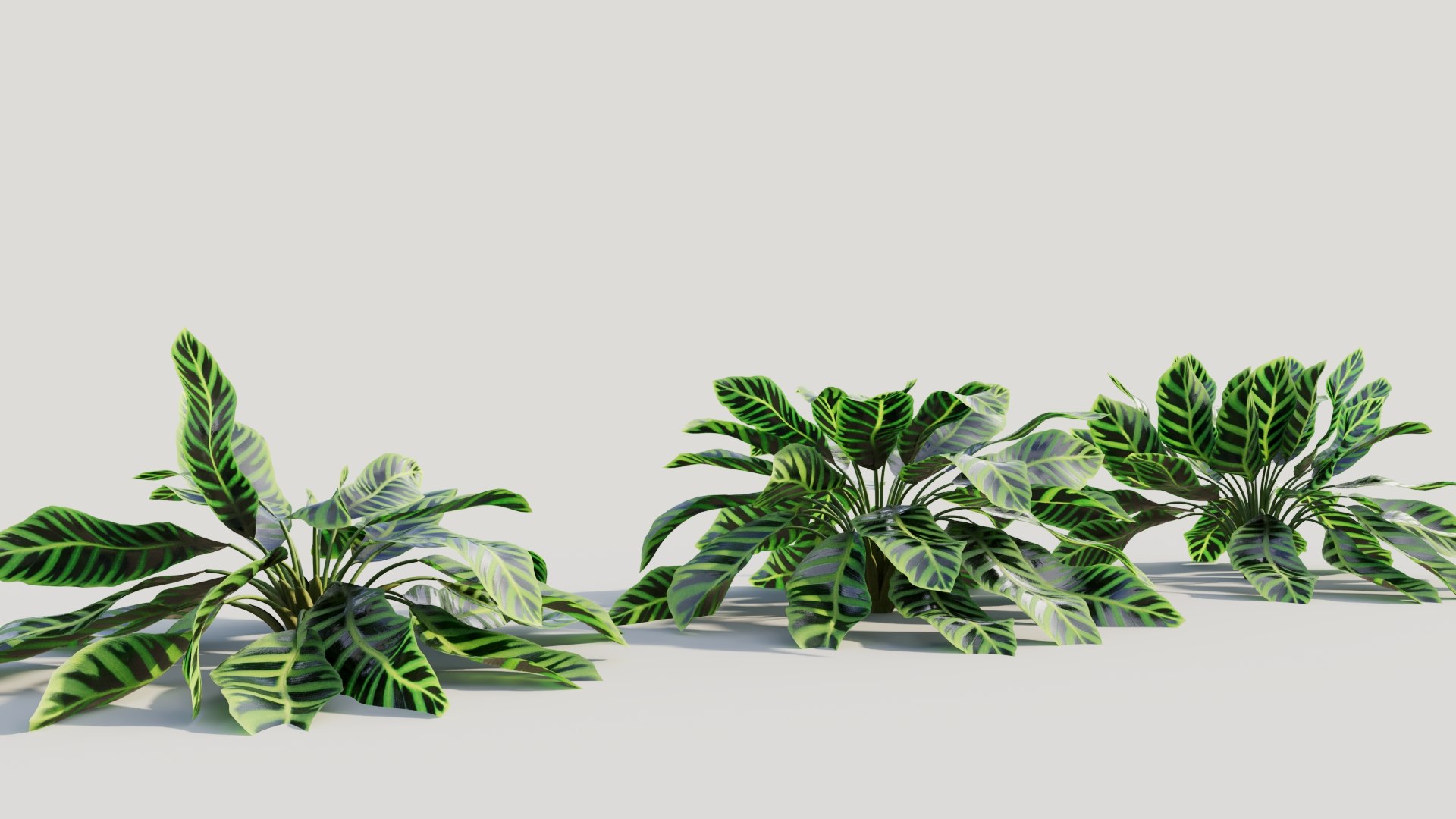 Calathea zebrina c 3D model https://p.turbosquid.com/ts-thumb/l3/pGZmdF/b1/calatheazebrinac5/jpg/1705561766/1920x1080/fit_q87/101e0519a9f8c25e9810d345e8950ecf61338ff6/calatheazebrinac5.jpg